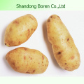 2015 Organic Fresh Potato/Potato Plant Base